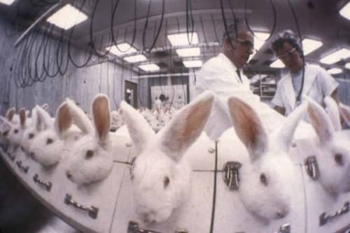 7-things-wrong-with-testing-products-on-animals