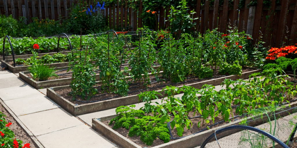 Tips on Making a Raised Garden Bed - Weekly Living