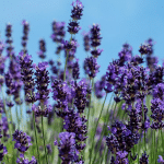 Plants to Repel Mosquitos