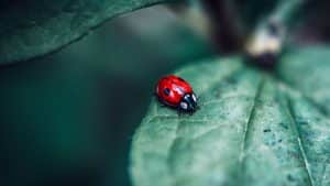 benefits of gardening