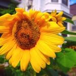 Home with Sunflowers