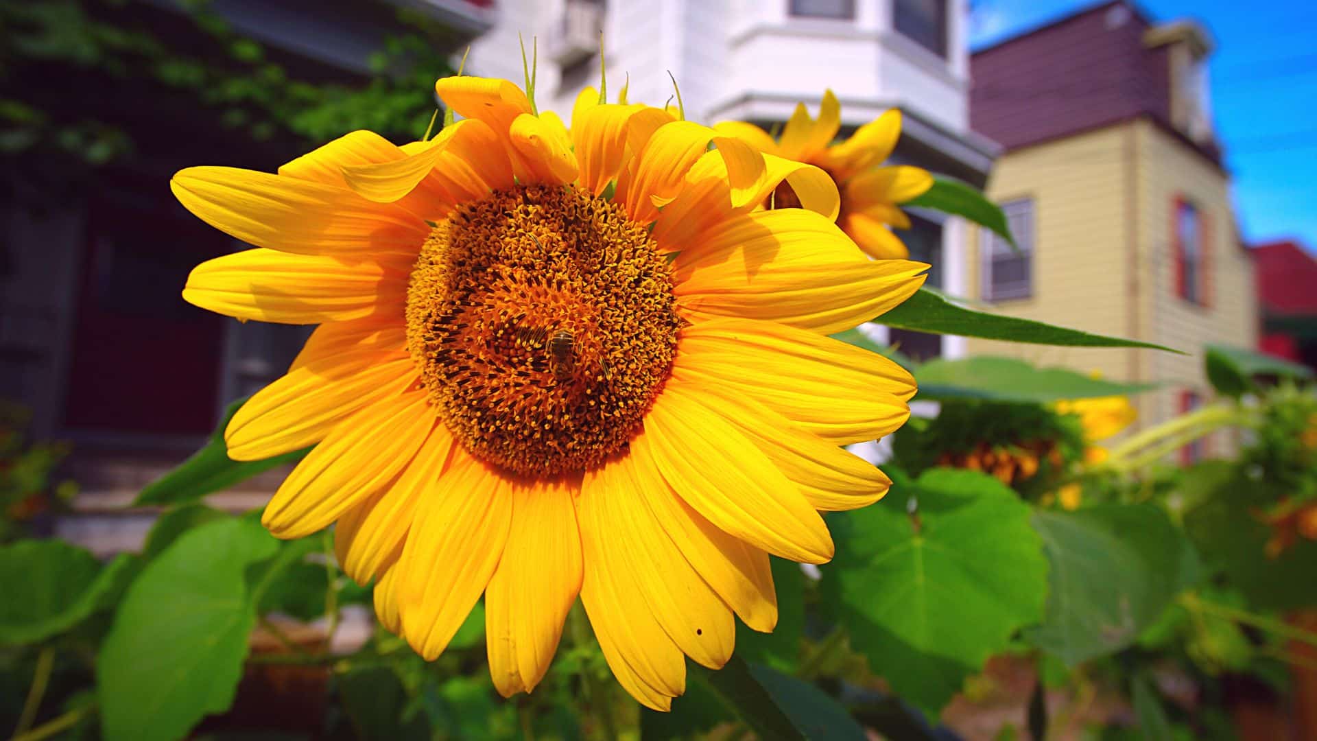 Home with Sunflowers