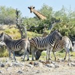 Etosha National Park