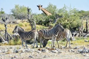 Etosha National Park