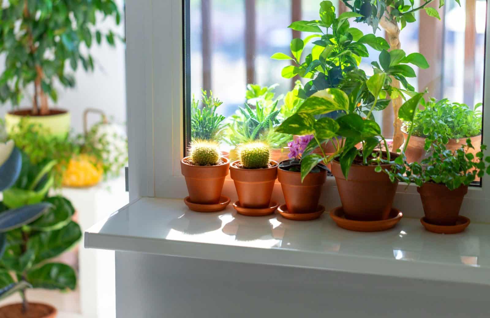 Indoor Plants