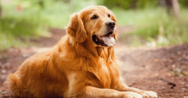 mental health benefits of having a dog