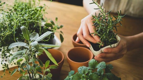 Indoor Gardening Hacks