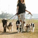 which dog is right for you