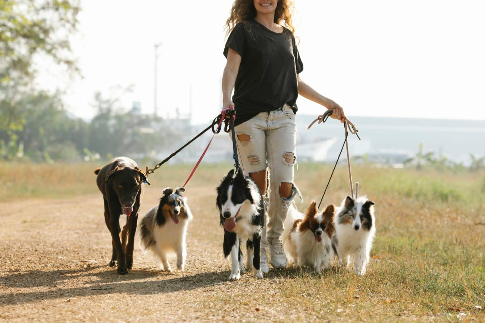 which dog is right for you