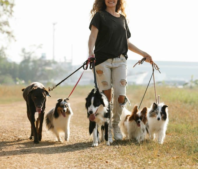 which dog is right for you