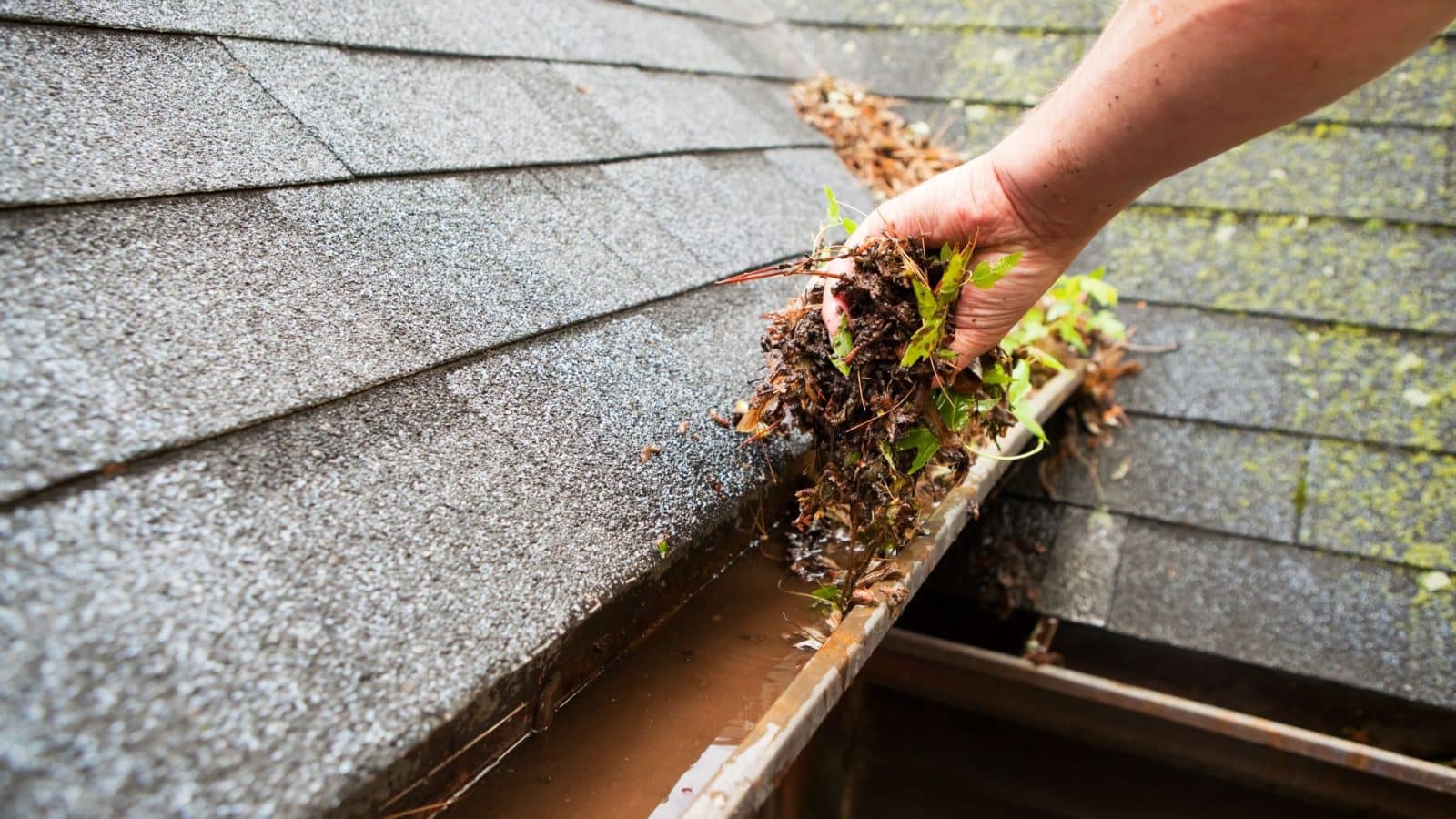 The Dangers of Clogged Gutters