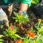 Tips for Keeping Up With Your Garden in the Heat