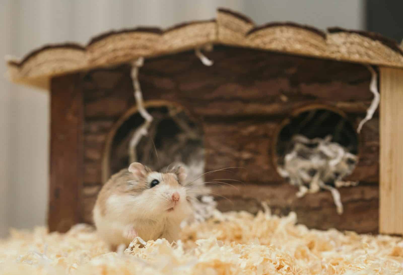 are hamsters good pets