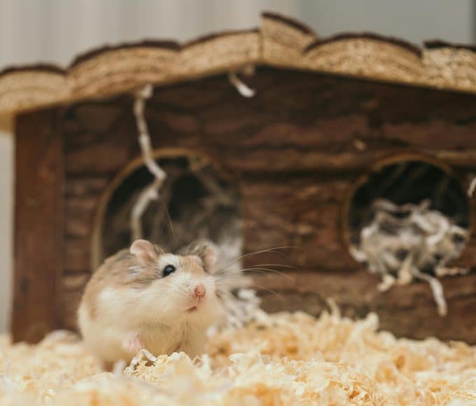 are hamsters good pets